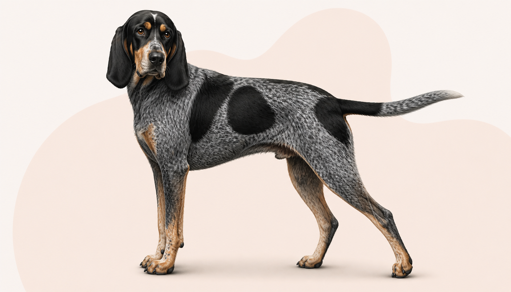 Bluetick coonhound